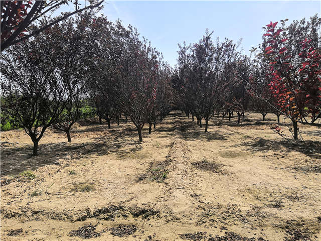 沭陽長景園林紅葉李種植基地實拍圖片 沭陽長景園林紅葉李種植基地實拍圖片