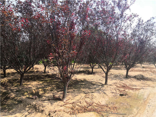 沭陽長景園林紅葉李種植基地實拍圖片 沭陽長景園林紅葉李種植基地實拍圖片
