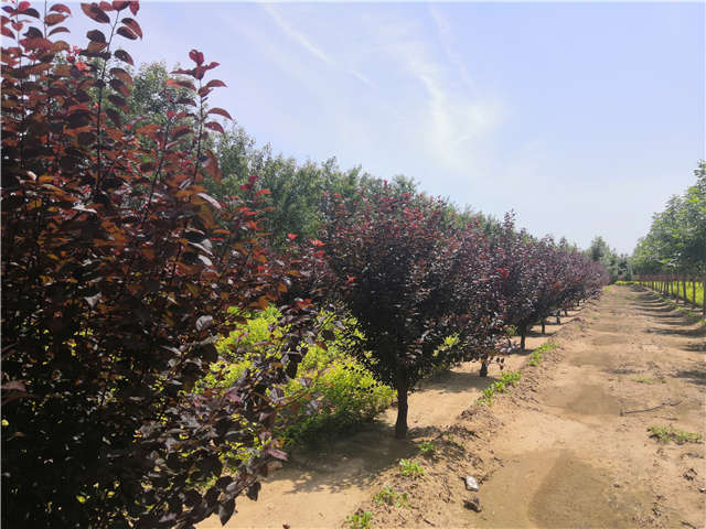 沭陽長景園林紅葉李種植基地實拍圖片 沭陽長景園林紅葉李種植基地實拍圖片