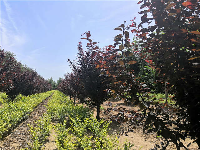 沭陽長景園林紅葉李種植基地實拍圖片 沭陽長景園林紅葉李種植基地實拍圖片