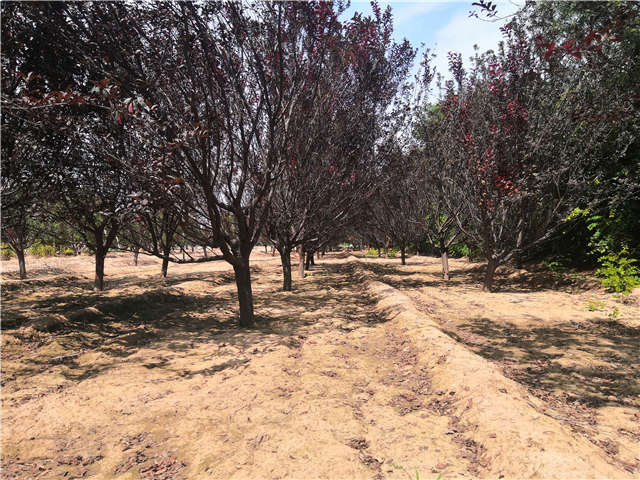 沭陽長景園林紅葉李種植基地實拍圖片 沭陽長景園林紅葉李種植基地實拍圖片
