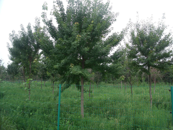 五角楓種植基地實拍 五角楓種植基地實拍