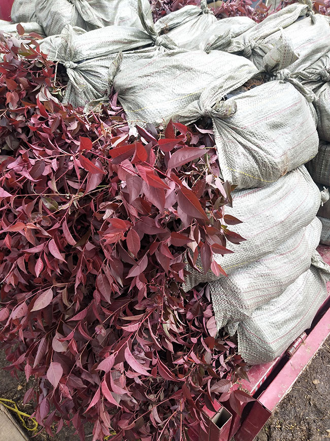 紅葉李種植應注意什么?紅葉李種植時間及管理 紅葉李種植應注意什么?紅葉李種植時間及管理