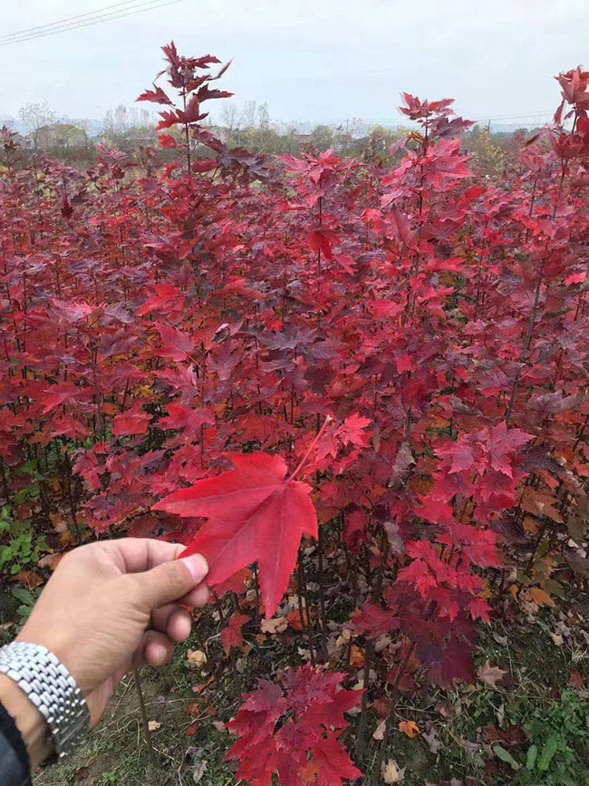 日本紅楓紅舞姬如何種植?日本紅舞姬繁殖方法 日本紅楓紅舞姬如何種植?日本紅舞姬繁殖方法