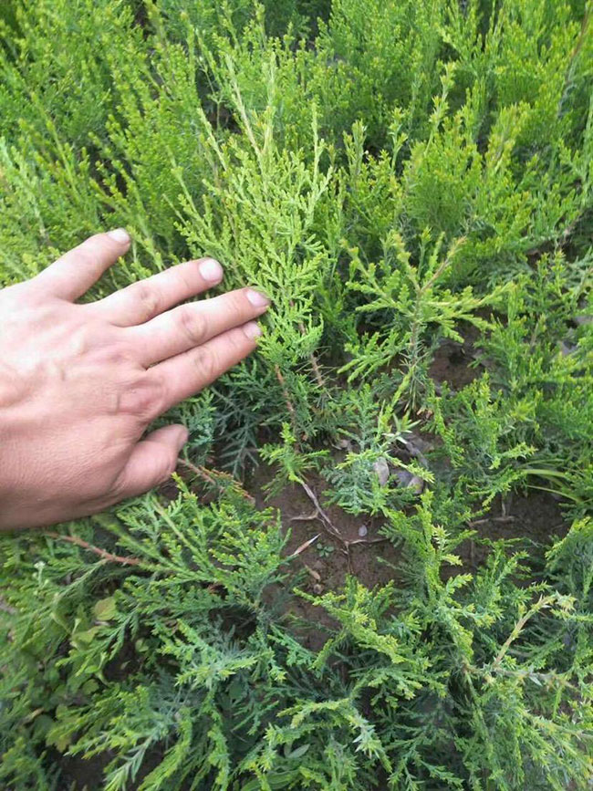 柏樹價格多少錢一棵?柏樹種植方法有哪些? 柏樹價格多少錢一棵?柏樹種植方法有哪些?