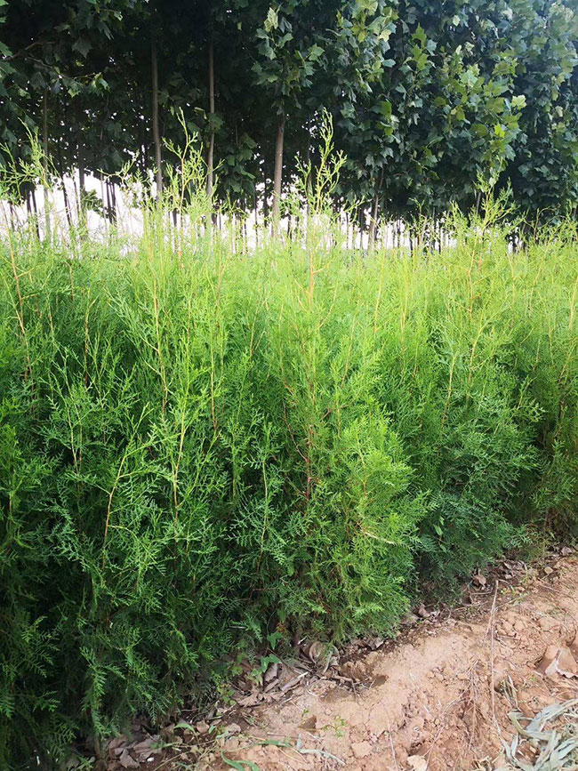 柏樹價格多少錢一棵?柏樹種植方法有哪些? 柏樹價格多少錢一棵?柏樹種植方法有哪些?