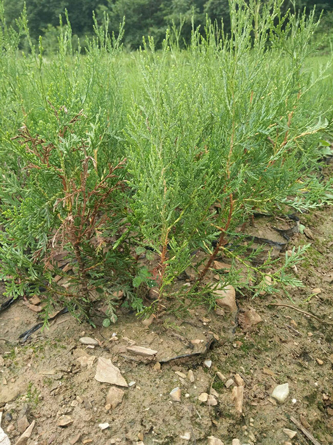 柏樹價格多少錢一棵?柏樹種植方法有哪些? 柏樹價格多少錢一棵?柏樹種植方法有哪些?