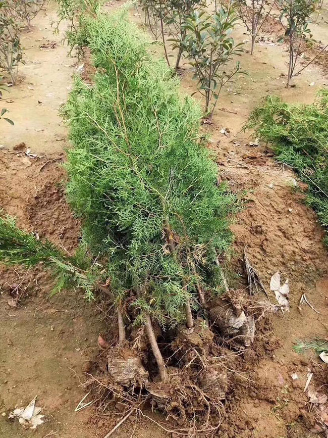 柏樹價格多少錢一棵?柏樹種植方法有哪些? 柏樹價格多少錢一棵?柏樹種植方法有哪些?