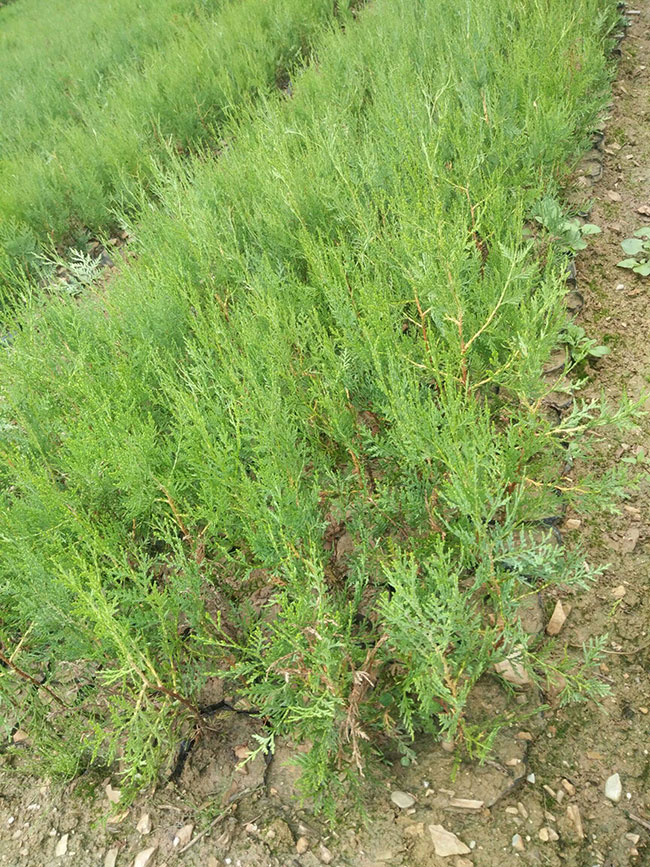 柏樹價格多少錢一棵?柏樹種植方法有哪些? 柏樹價格多少錢一棵?柏樹種植方法有哪些?