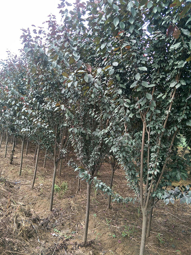 紫葉李 紫葉李