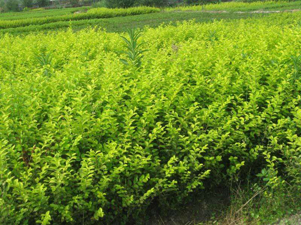 金葉女貞種植基地 金葉女貞種植基地