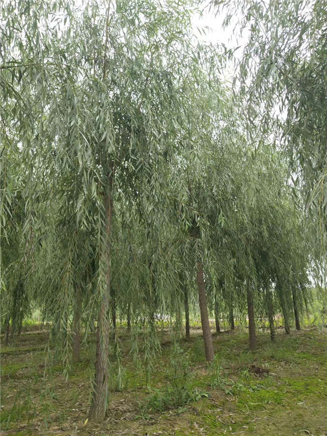 金絲垂柳照片種植基地實拍 金絲垂柳照片種植基地實拍