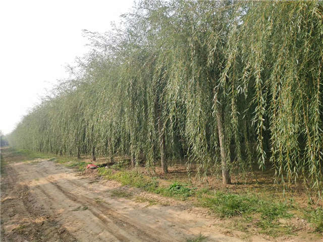 金絲垂柳照片種植基地實拍 金絲垂柳照片種植基地實拍