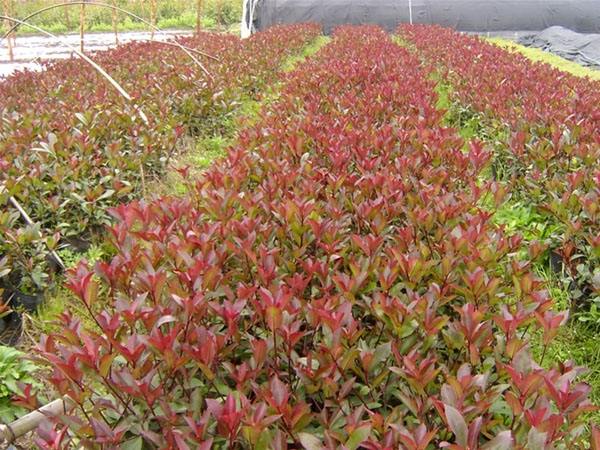 紅葉石楠 紅葉石楠