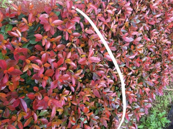 紅葉石楠苗 紅葉石楠苗