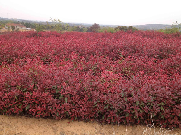 紅葉石楠基地 紅葉石楠基地
