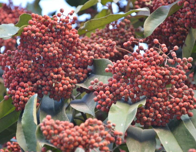 紅葉石楠種子圖片.jpg 紅葉石楠種子圖片.jpg
