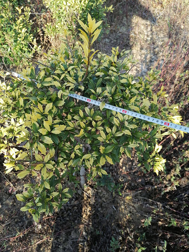 無刺枸骨怎么繁殖?無刺枸骨種子繁殖方法 無刺枸骨怎么繁殖?無刺枸骨種子繁殖方法
