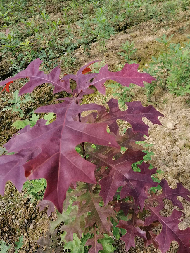 娜塔櫟種植后幾天發芽?娜塔櫟移栽技術 娜塔櫟種植后幾天發芽?娜塔櫟移栽技術