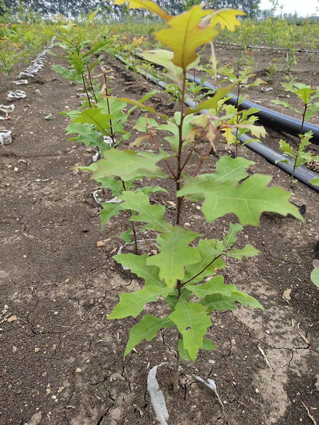 娜塔櫟種植后幾天發芽?娜塔櫟移栽技術 娜塔櫟種植后幾天發芽?娜塔櫟移栽技術