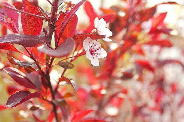 紅葉李開花 紅葉李開花