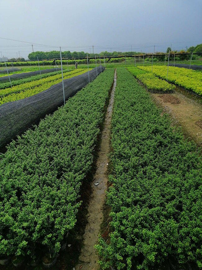 無刺枸骨適合在家栽嗎?盆栽無刺枸骨的養殖方法 無刺枸骨適合在家栽嗎?盆栽無刺枸骨的養殖方法