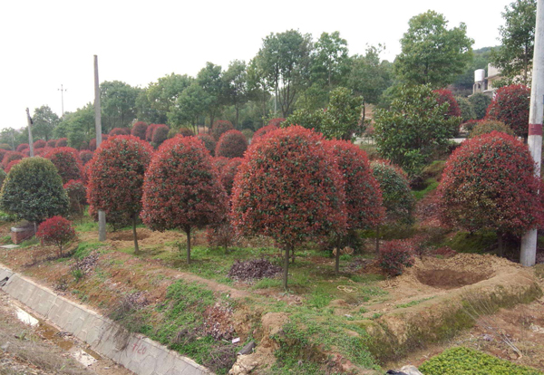 8公分紅葉石楠 8公分紅葉石楠