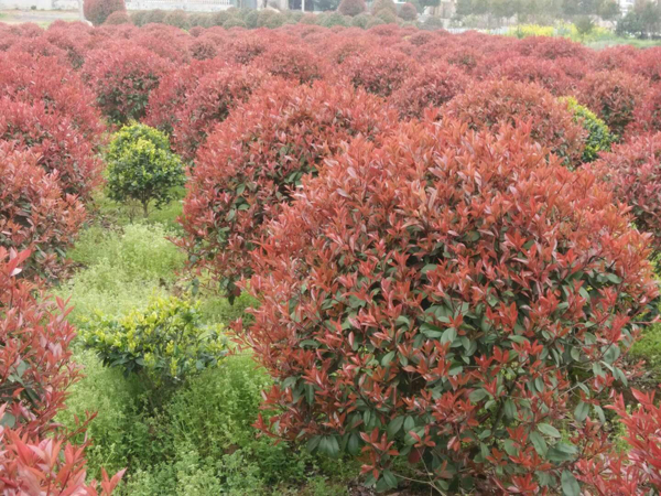 紅葉石楠 紅葉石楠
