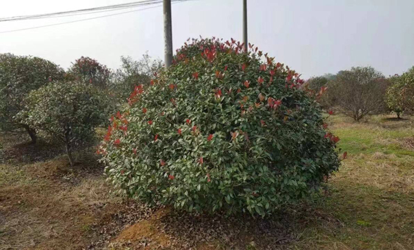 紅葉石楠 紅葉石楠