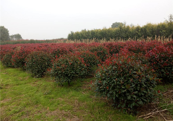 紅葉石楠 紅葉石楠
