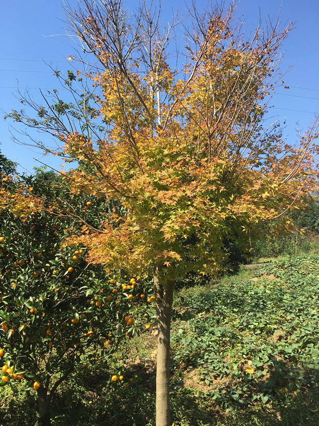 1599705005427478.jpg 日本紅楓怎么種植?日本紅楓種植技術