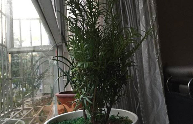 紅豆杉37.jpg