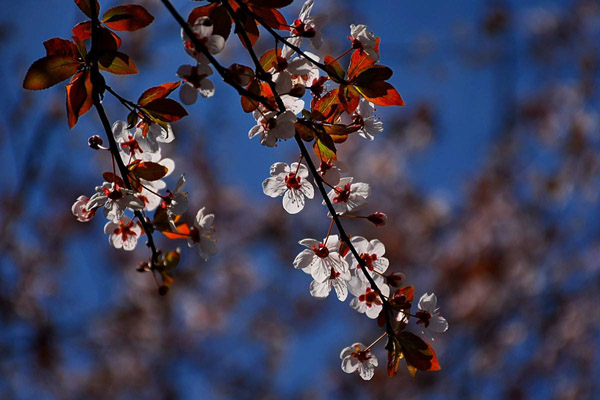紅葉李開花 紅葉李開花