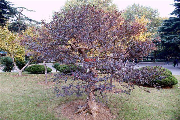 紅葉李造型樹 紅葉李造型樹