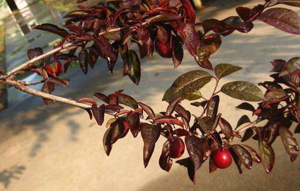 紅葉李 紅葉李