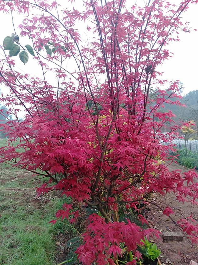 紅楓多少錢一棵?2020年楓樹苗價格最新行情預測 紅楓多少錢一棵?2020年楓樹苗價格最新行情預測