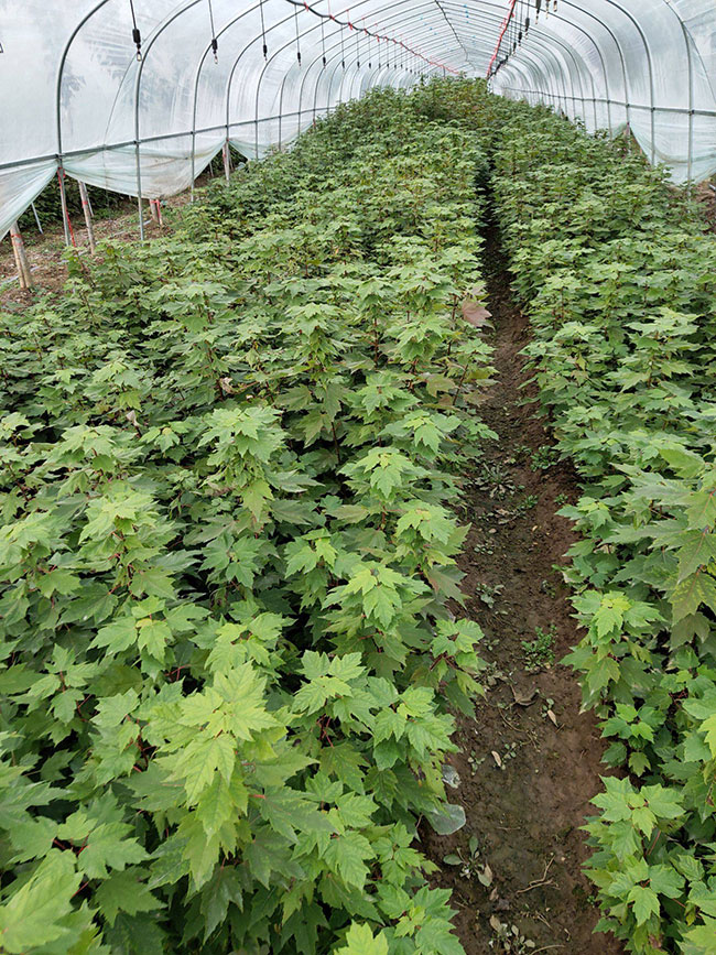 紅楓多少錢一棵?2020年楓樹苗價格最新行情預測 紅楓多少錢一棵?2020年楓樹苗價格最新行情預測