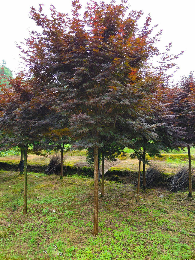 紅楓多少錢一棵?2020年楓樹苗價格最新行情預測 紅楓多少錢一棵?2020年楓樹苗價格最新行情預測