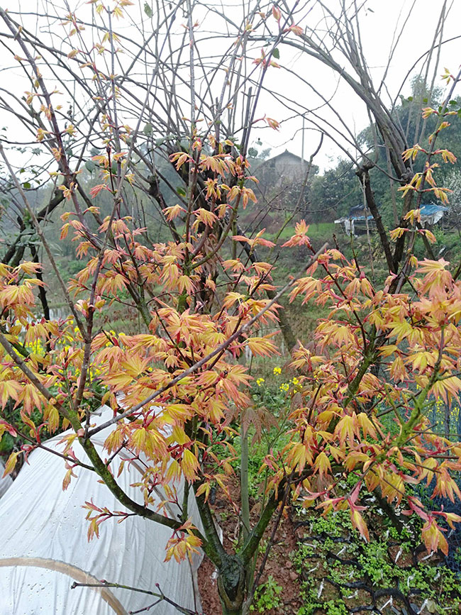 紅楓價格 紅楓價格