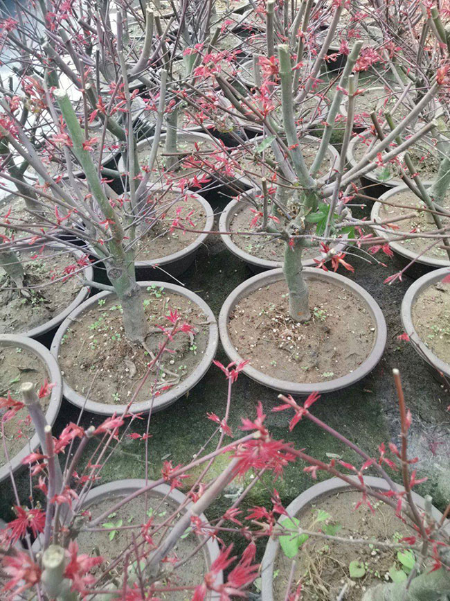 紅楓價格 紅楓價格