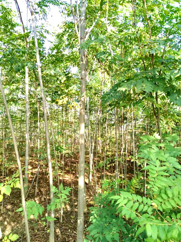 產地實拍3公分欒樹.jpg