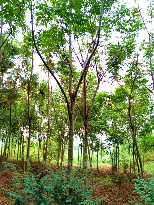 產地實拍10公分欒樹.jpg