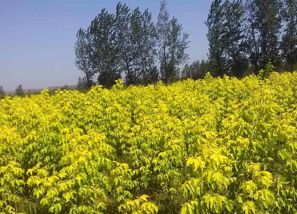 金葉復葉槭種植基地 金葉復葉槭種植基地