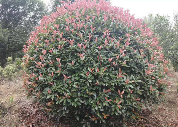 紅葉石楠 紅葉石楠