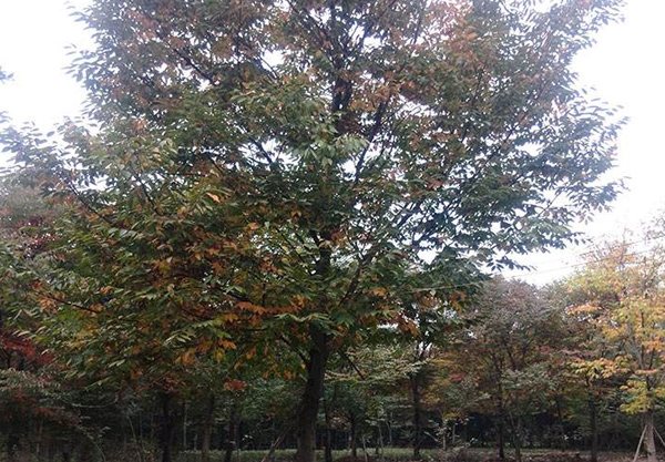 紅櫸樹 紅櫸樹