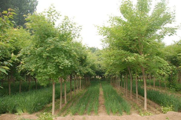 五角楓種植基地
