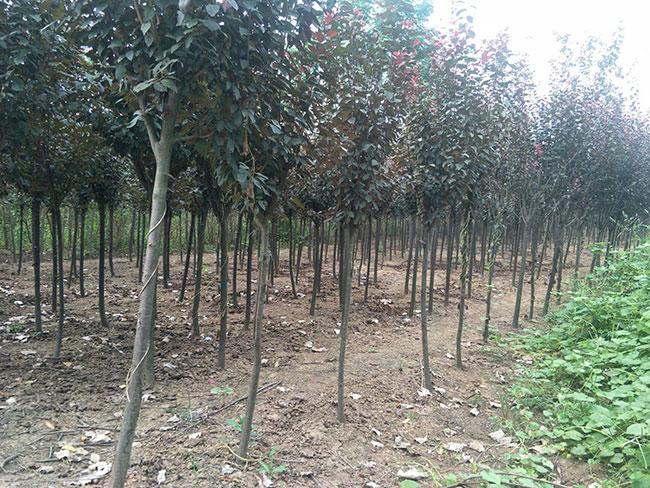 紅葉李什么時候移植好?紅葉李的移栽方法 紅葉李什么時候移植好?紅葉李的移栽方法