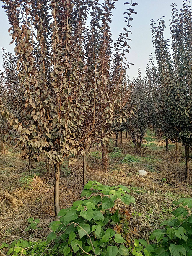 紅葉李什么時候移植好?紅葉李的移栽方法 紅葉李什么時候移植好?紅葉李的移栽方法
