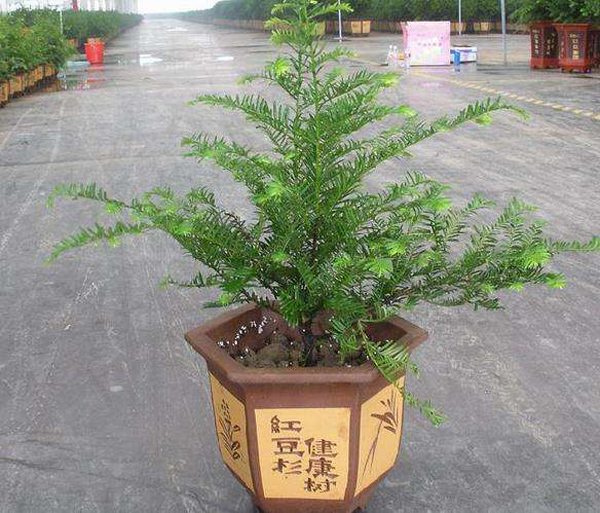 紅豆杉 紅豆杉