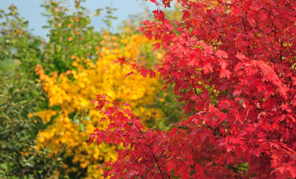 美國紅楓